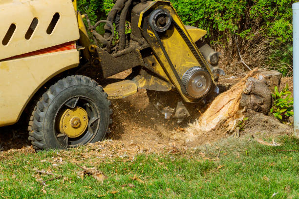 Best Emergency Tree Removal  in Belleville, WI