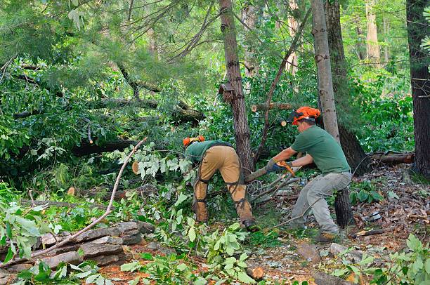 How Our Tree Care Process Works  in  Belleville, WI